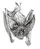 Vampire Bat