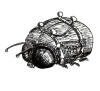 Beetle, Giant