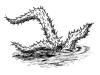 Cactus, Carniverous
