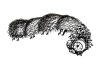 Caterpillar, Giant