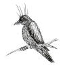 Darkwoods Bird
