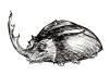 Horned Beetle