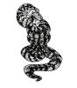 Snake, Constrictor
