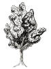 Tree Folk