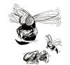 Wasp (Giant)