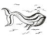 Whale